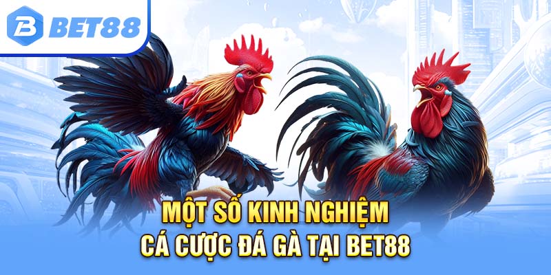 Một số kinh nghiệm cá cược đá gà tại Bet88