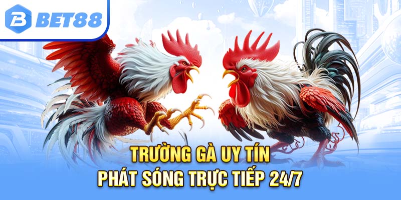 Trường gà uy tín, phát sóng trực tiếp 24/7